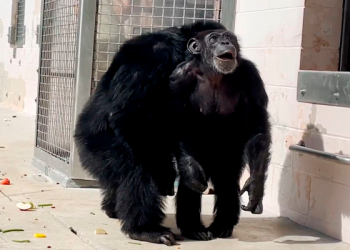 VIDEO: Chimpancé pasa años en cautiverio, esta es su reacción al ver el sol por primera vez 