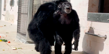 VIDEO: Chimpancé pasa años en cautiverio, esta es su reacción al ver el sol por primera vez 
