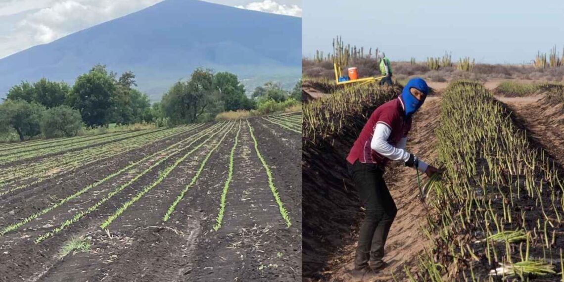 Agricultores tamaulipecos descartan daños graves tras el temporal invernal