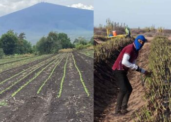Agricultores tamaulipecos descartan daños graves tras el temporal invernal