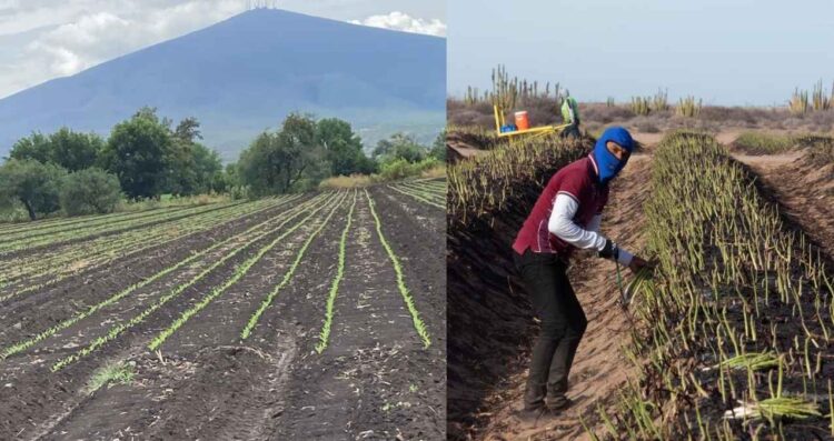 Agricultores tamaulipecos descartan daños graves tras el temporal invernal
