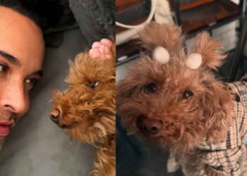 Apio celebra cumpleaños perrita