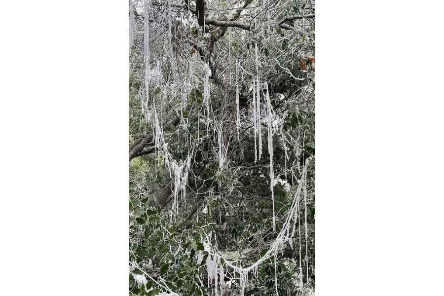 Así amanece cubierto de hielo Altas Cumbres en Cd. Victoria, Tamaulipas debido a las bajas temperaturas