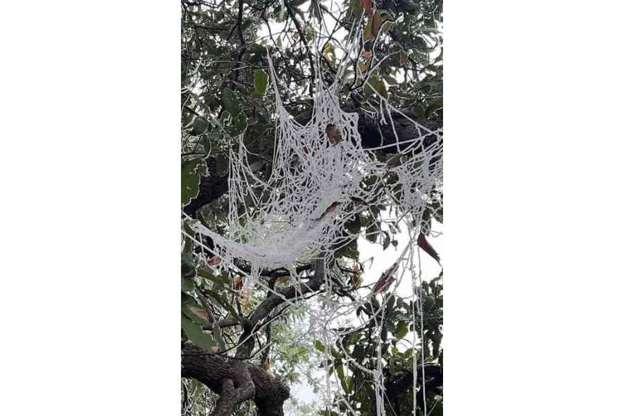 Así amanece cubierto de hielo Altas Cumbres en Cd. Victoria, Tamaulipas debido a las bajas temperaturas