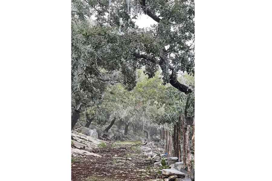 Así amanece cubierto de hielo Altas Cumbres en Cd. Victoria, Tamaulipas debido a las bajas temperaturas