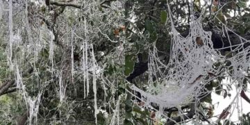 Así amanece cubierto de hielo Altas Cumbres en Cd. Victoria, Tamaulipas debido a las bajas temperaturas