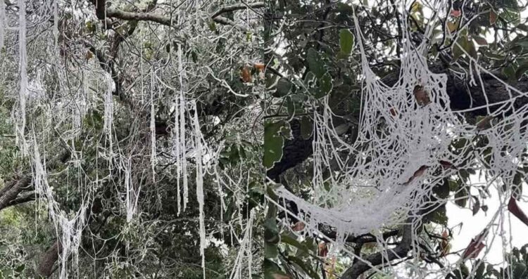 Así amanece cubierto de hielo Altas Cumbres en Cd. Victoria, Tamaulipas debido a las bajas temperaturas