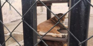 Ataque de león en zoológico de Altamira, Tamaulipas deja a una persona herida