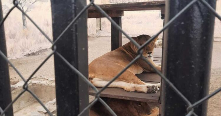 Ataque de león en zoológico de Altamira, Tamaulipas deja a una persona herida