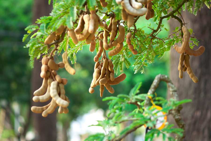 Beneficios del tamarindo para la digestión