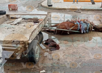 Caballo muere al pisar cable de alta tensión en Ciudad Madero