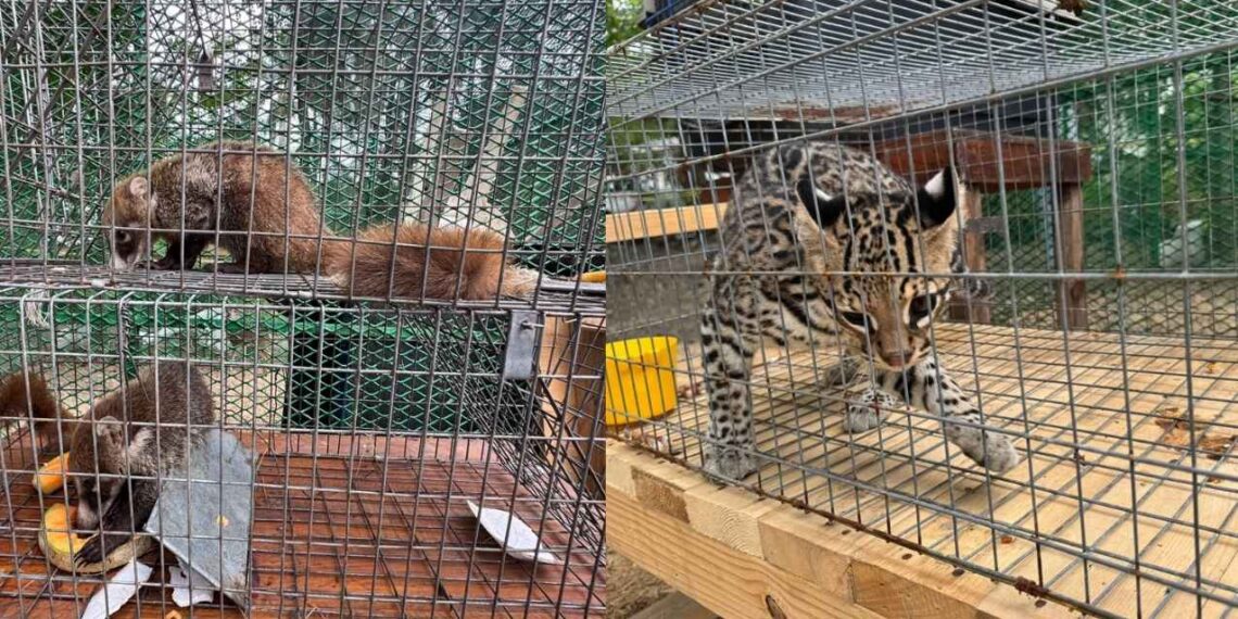 Capturan tigrillo y coatis en Altamira; fauna bajo resguardo