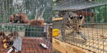 Capturan tigrillo y coatis en Altamira; fauna bajo resguardo