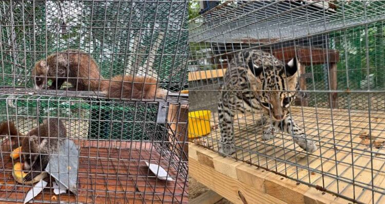 Capturan tigrillo y coatis en Altamira; fauna bajo resguardo