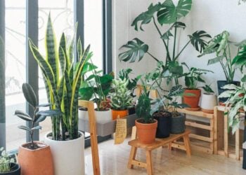 cómo cultivar plantas en interiores