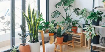 cómo cultivar plantas en interiores