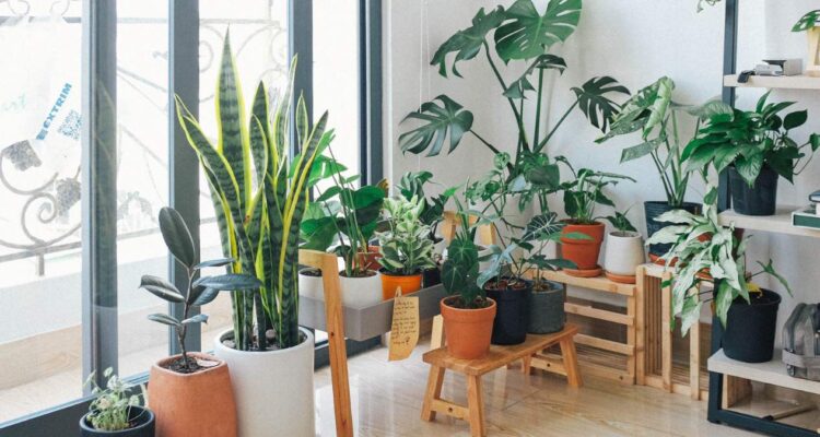 cómo cultivar plantas en interiores