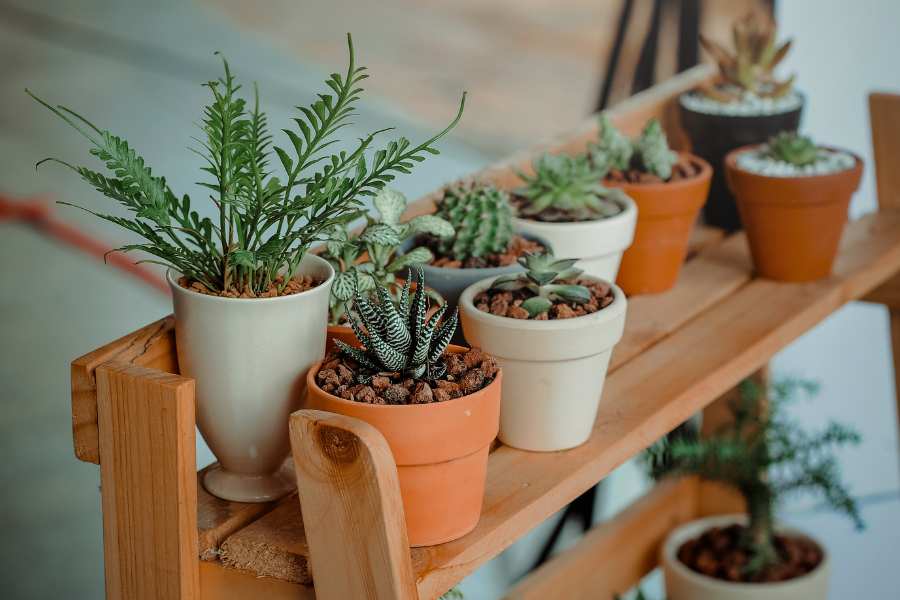 cómo cultivar plantas en interiores