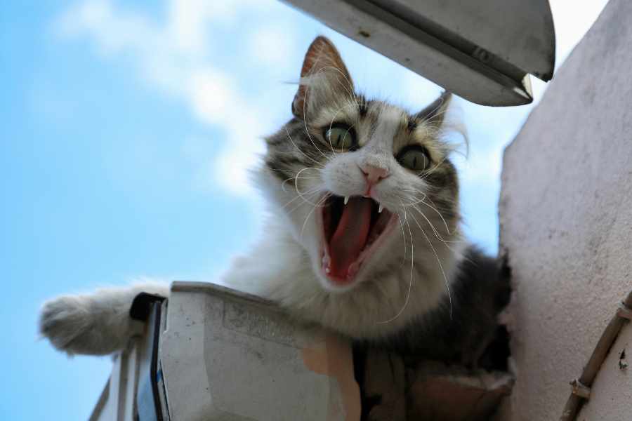 Comportamiento de los gatos