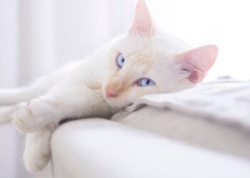 Comportamiento de los gatos