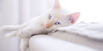 Comportamiento de los gatos