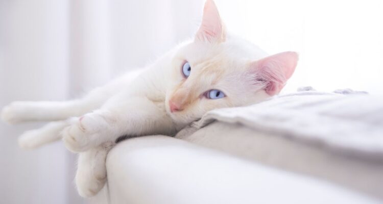 Comportamiento de los gatos