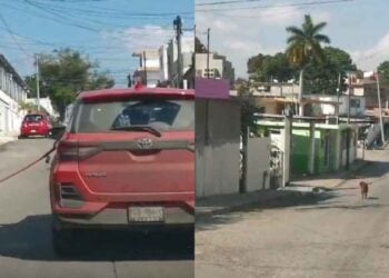 Dueño de perro en Tampico podría recibir multa de hasta 20 mil pesos por maltrato