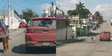 Dueño de perro en Tampico podría recibir multa de hasta 20 mil pesos por maltrato