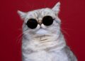 Errores comunes al cuidar gatos