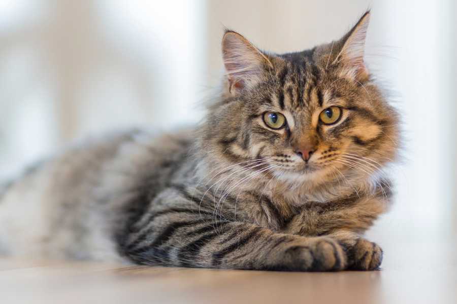 Errores comunes al cuidar gatos