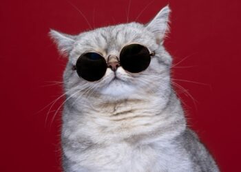 Errores comunes al cuidar gatos