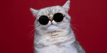 Errores comunes al cuidar gatos