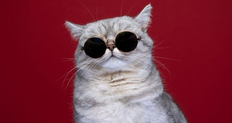 Errores comunes al cuidar gatos