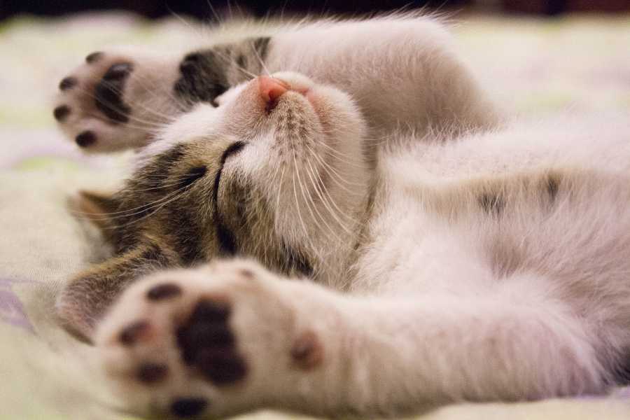 Errores comunes al cuidar gatos