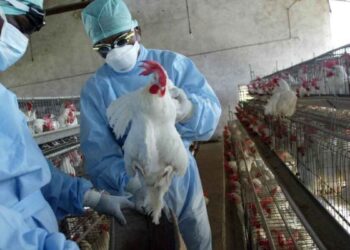 Estados Unidos reporta primer fallecimiento humano por gripe aviar