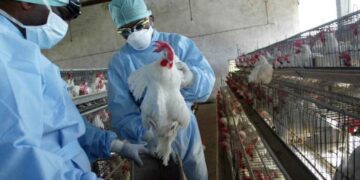 Estados Unidos reporta primer fallecimiento humano por gripe aviar