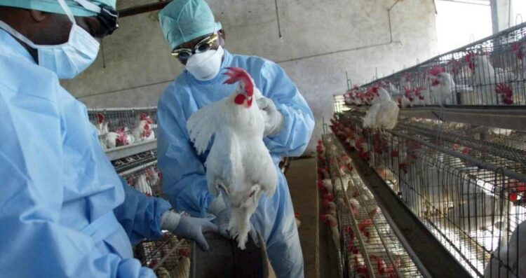 Estados Unidos reporta primer fallecimiento humano por gripe aviar
