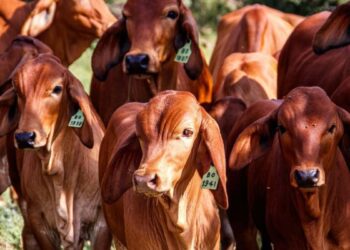 exportación de ganado en Matamoros