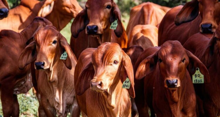 exportación de ganado en Matamoros