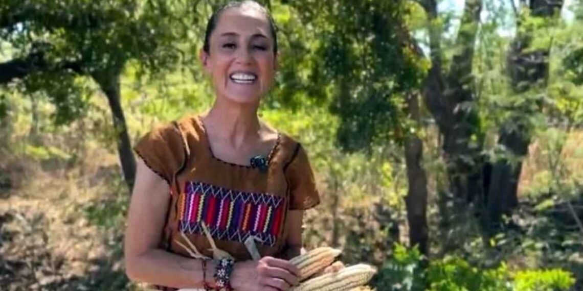 Sheinbaum maíz transgénico