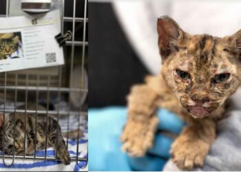 Tras los incendios, mascotas y dueños se reencuentran en Los Ángeles