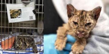 Tras los incendios, mascotas y dueños se reencuentran en Los Ángeles