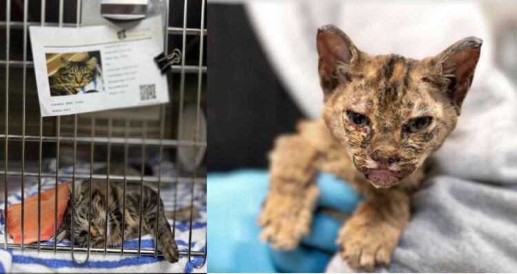 Tras los incendios, mascotas y dueños se reencuentran en Los Ángeles