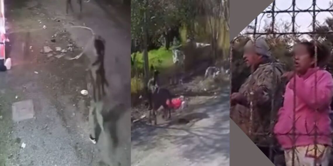 Menores perrito Reynosa