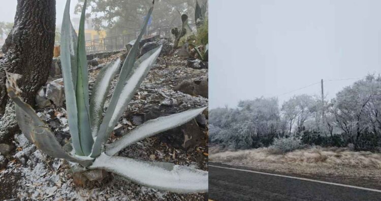 Mirador de Alta Cumbre en Ciudad Victoria, Tamaulipas se pinta de blanco debido a las bajas temperaturas