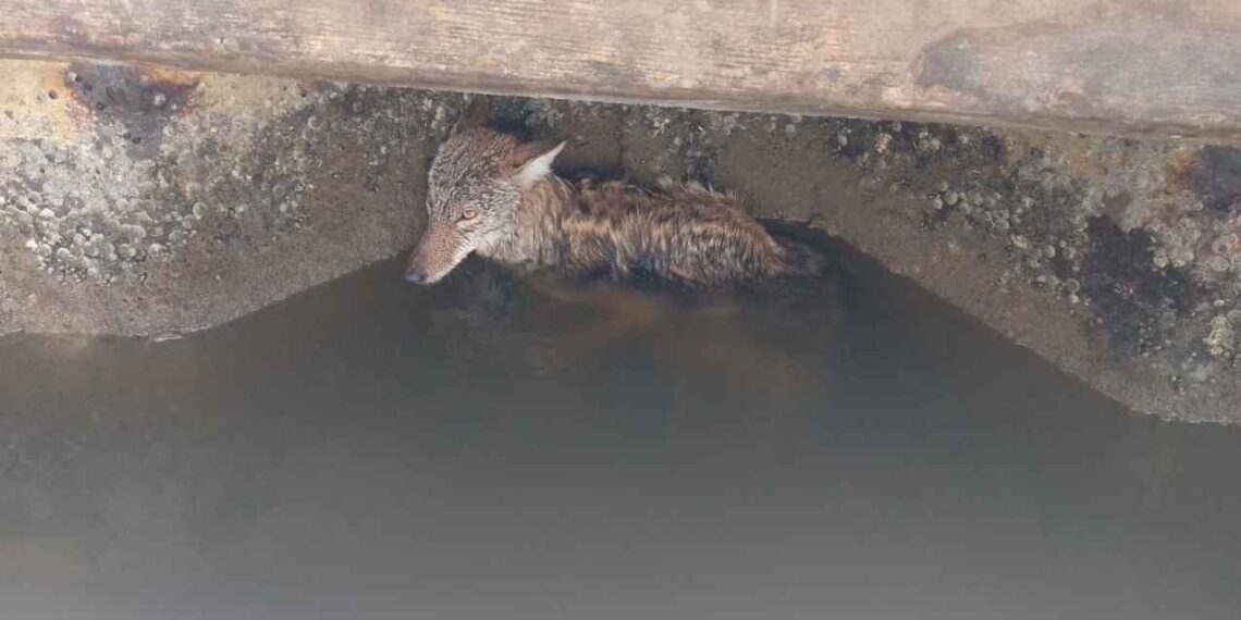 Rescatan a coyote del canal de la Cortadura en Tampico