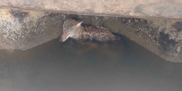 Rescatan a coyote del canal de la Cortadura en Tampico