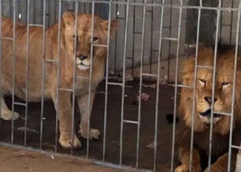 Rescatan a dos leones durante cateo en Puebla