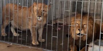 Rescatan a dos leones durante cateo en Puebla