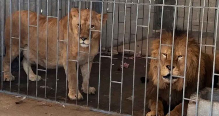 Rescatan a dos leones durante cateo en Puebla